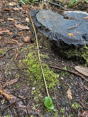 Platanthera ephemerantha