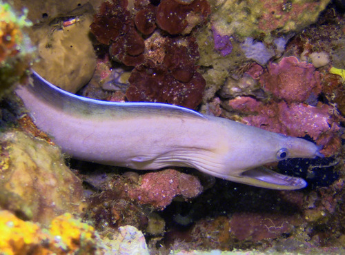White-margined moray (Enchelycore schismatorhynchus) — Muraenidae — 5