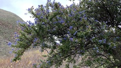 Ceanothus thyrsiflorus