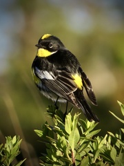 Setophaga coronata goldmani