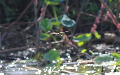 Anax parthenope julius