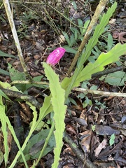 Epiphyllum phyllanthus