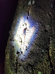 Opisthoplatia orientalis