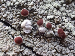 Ophioparma rubricosa