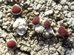 Ophioparma rubricosa