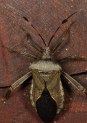 Pachylis acutangulus