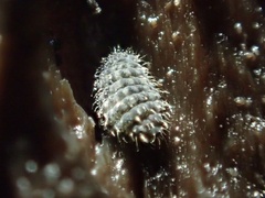 Morulodes