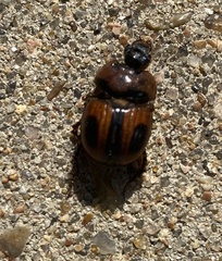 Bolbocerosoma confusum
