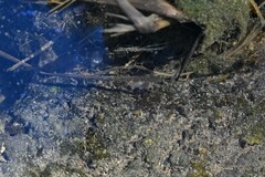 Crangonyx