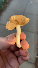 Cuphophyllus pratensis