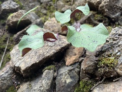 Cardamine californica