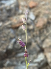 Streptanthus morrisonii morrisonii