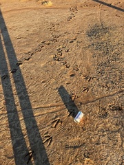 Pelecaniformes
