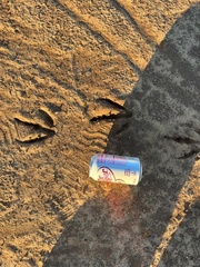 Pelecaniformes
