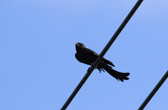 Dicrurus macrocercus harterti