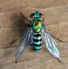 Condylostylus pruinosus