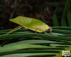 Ephippitytha kuranda