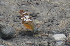 Hamadryas fornax