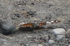 Hamadryas fornax