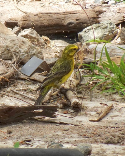 White-bellied Canary (Crithagra dorsostriata), photo 5