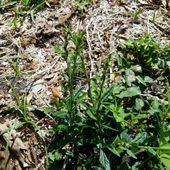 Pseudelephantopus spicatus