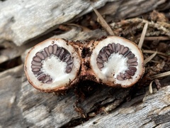 Schenella pityophila