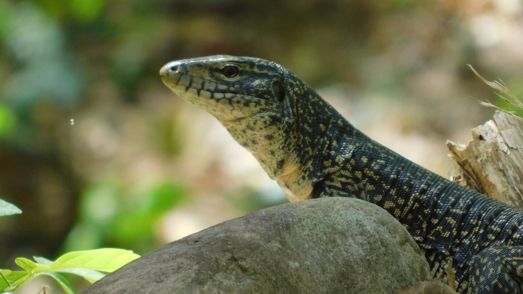 Cryptic Golden Tegu