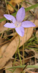 Wahlenbergia capillaris