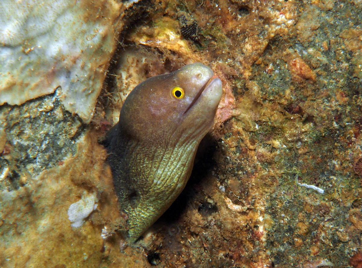 Taiwanese Moray Eel photo 3