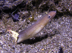 Gymnothorax albimarginatus