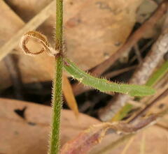 Wahlenbergia capillaris