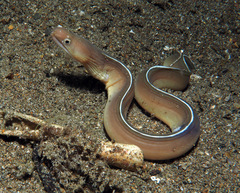 Gymnothorax albimarginatus