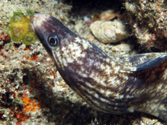 Gymnothorax enigmaticus