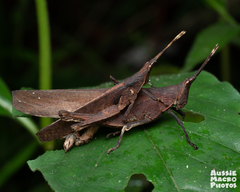 Desmoptera truncatipennis