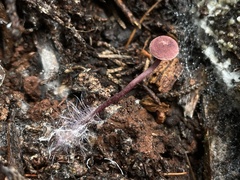 Pseudobaeospora deckeri