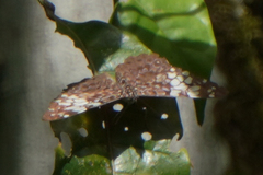 Hamadryas fornax