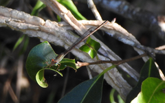 Ceriagrion aeruginosum
