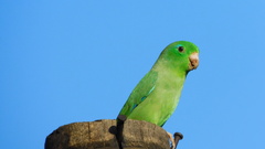 Forpus conspicillatus