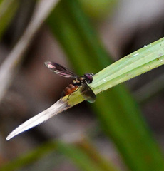 Ocyptamus antiphates