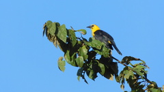 Gymnomystax mexicanus