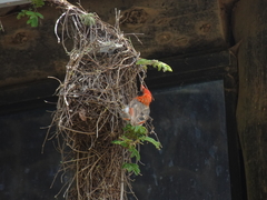 Anaplectes rubriceps