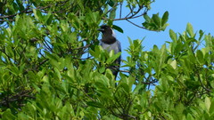 Cyanocorax violaceus