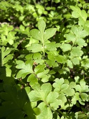 Nemophila phacelioides