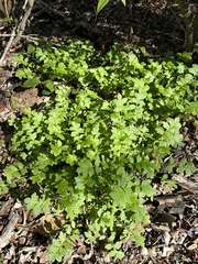 Nemophila phacelioides