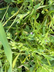 Calandrinia menziesii