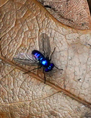 Condylostylus mundus