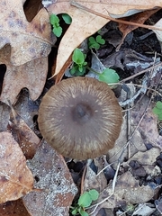 Entoloma vernum