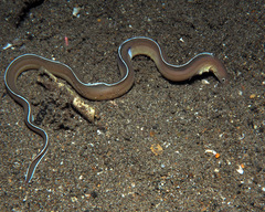 Gymnothorax albimarginatus