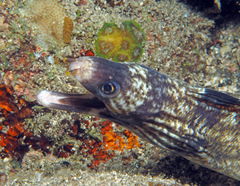 Gymnothorax enigmaticus