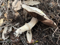 Agaricus berryessae